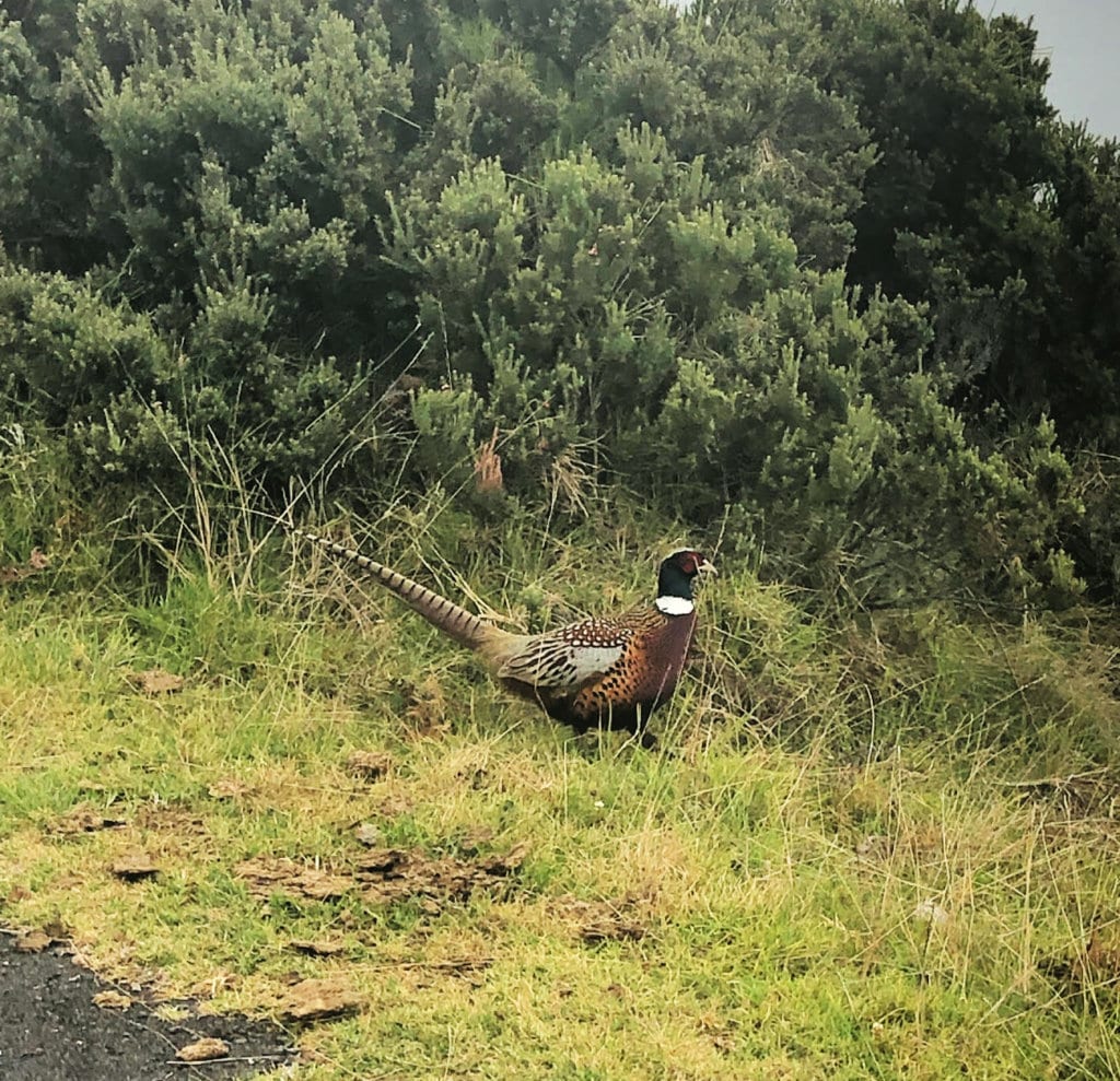 pheasant on the road in Maui heading to the summit