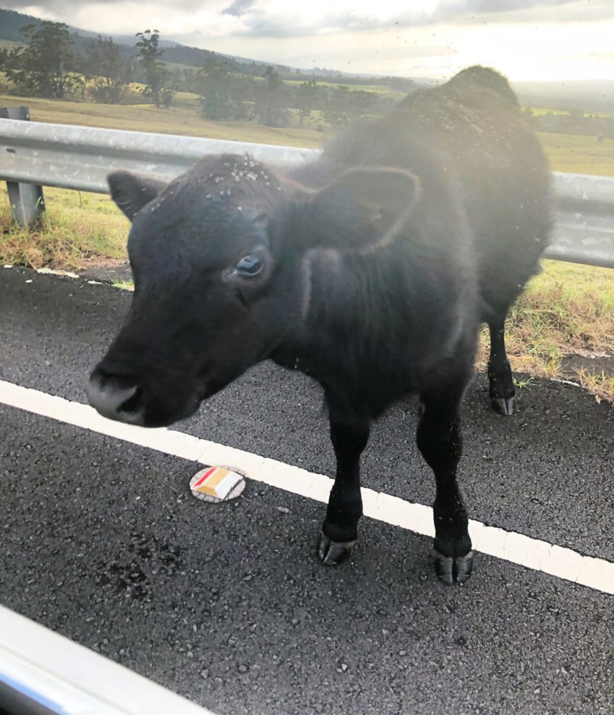 Haleakala summit sunrise or sunset cow on road