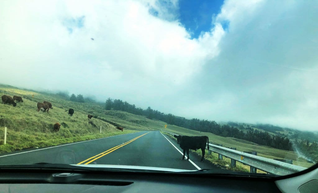 It's common to see cows on the road in the Haleakala National Park