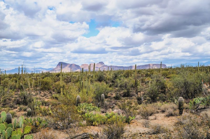 Saguaro National Park is is home to the nation's largest cacti and one of the best things to see in Arizona.
