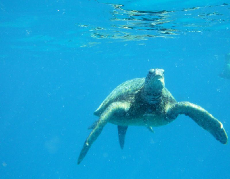 sea turtle under water