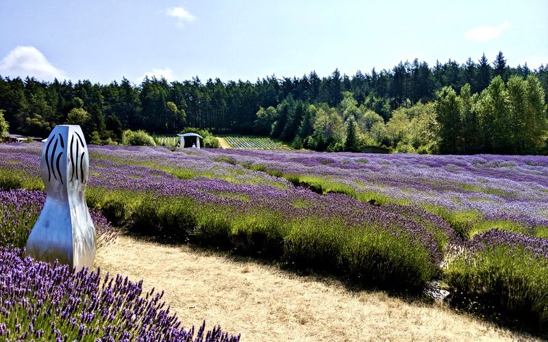 visiting lavender fields on San Juan islands is one of the best weekend getaways from Seattle