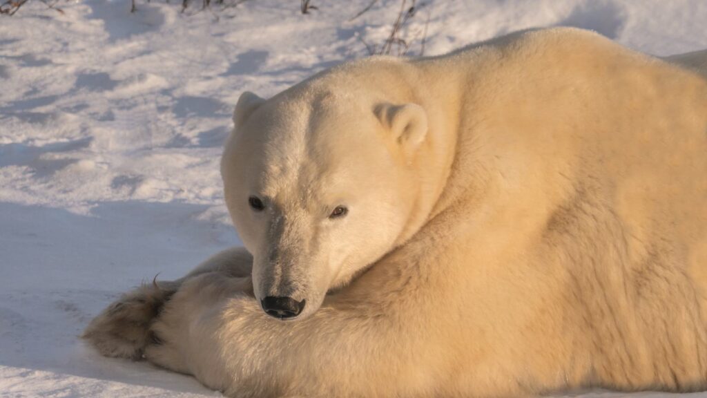polar bear