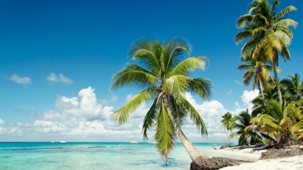 tropical island with palm trees