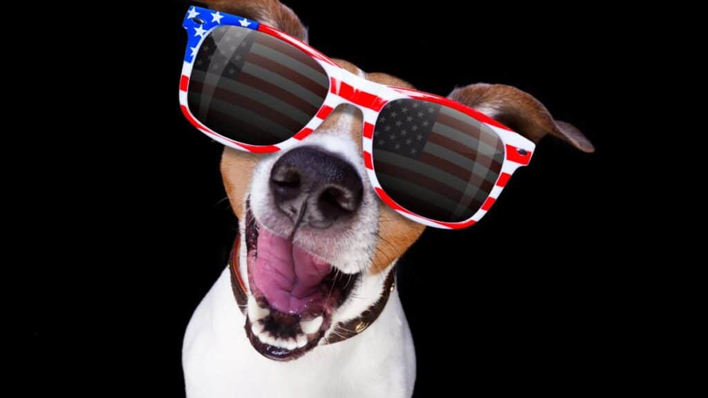 dog with American flag sunglasses