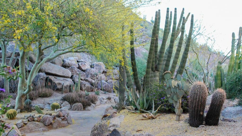 The Phoenician cactus garden - Scottsdale