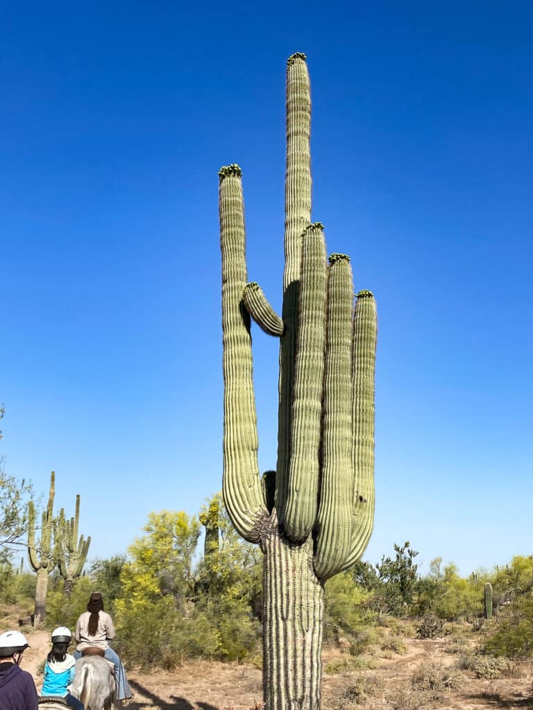 cactus at MacDonald's Ranch
