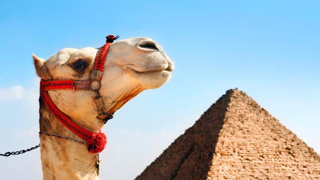 camel at the pyramid of giza