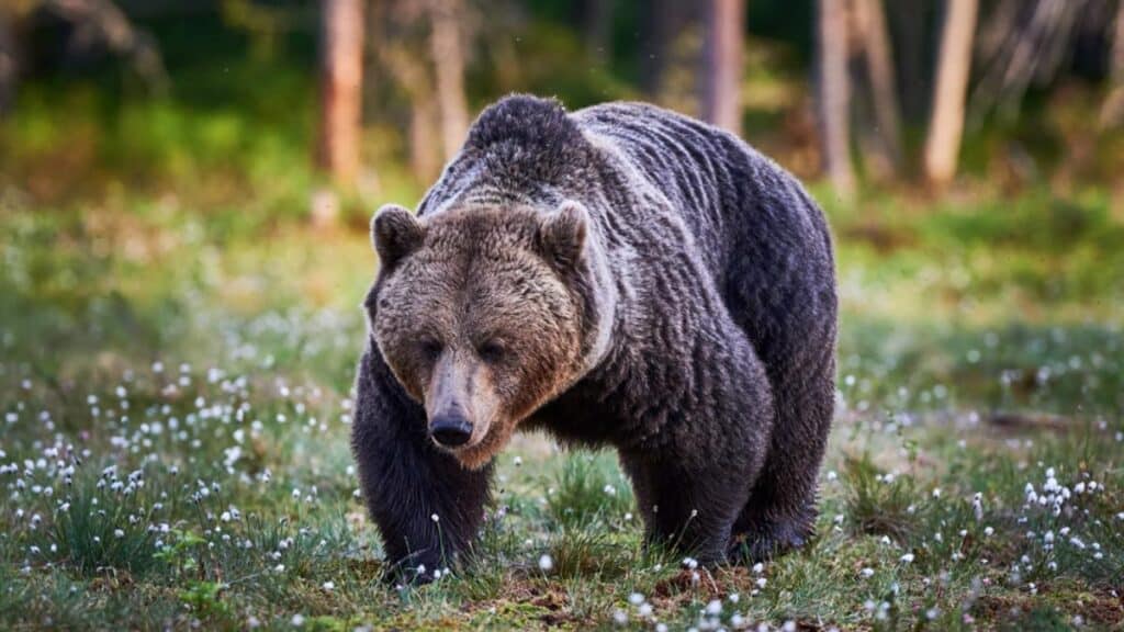grizzly bear