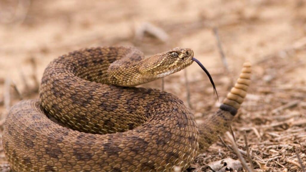 rattlesnake