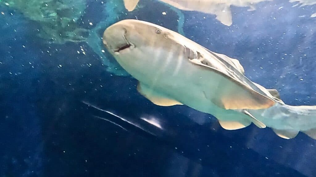 Odysea Aquarium shark tunnel