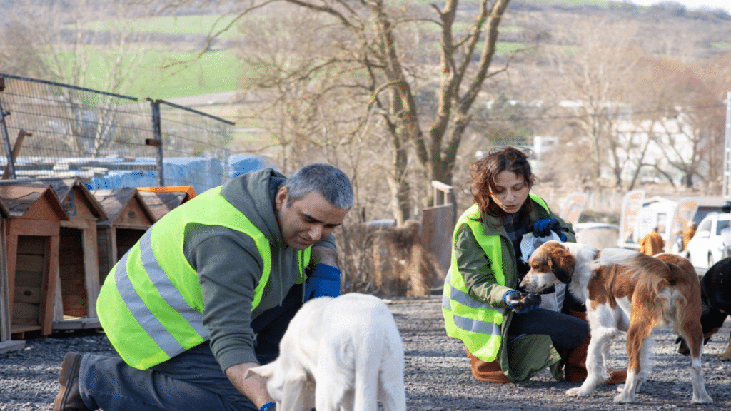 Pet Rescue