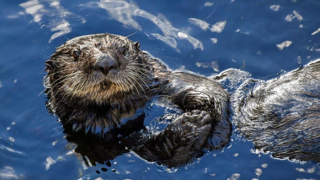 sea otter