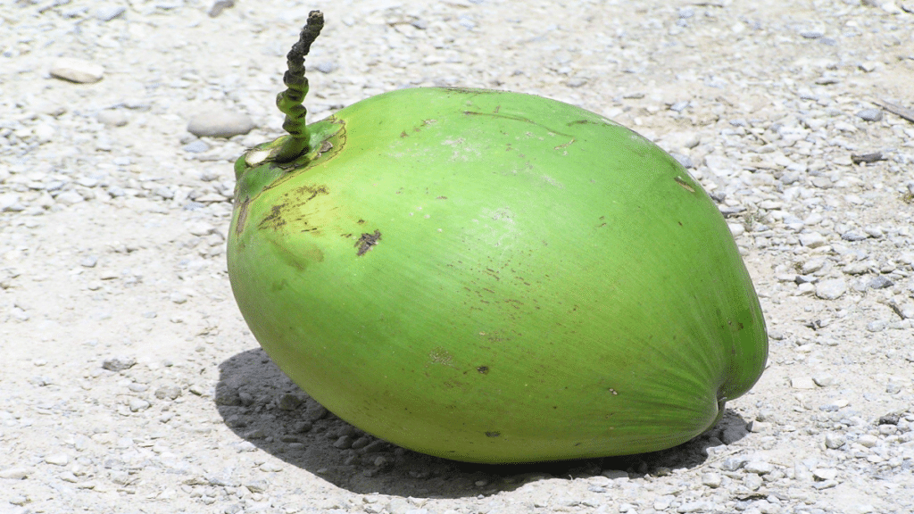 Coconuts
