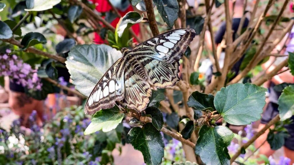 Butterfly House on Mackinac Island