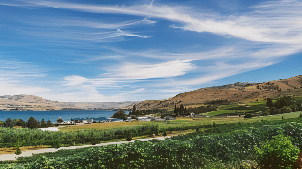 Vineyards overlook Lake Chelan, WA