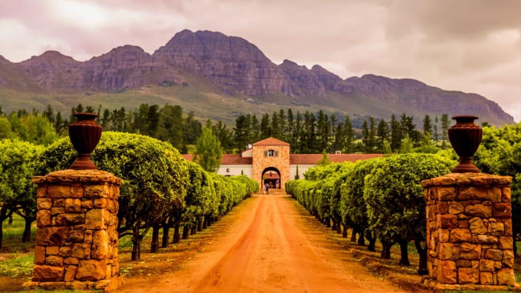 wine vinyard in Cape Town