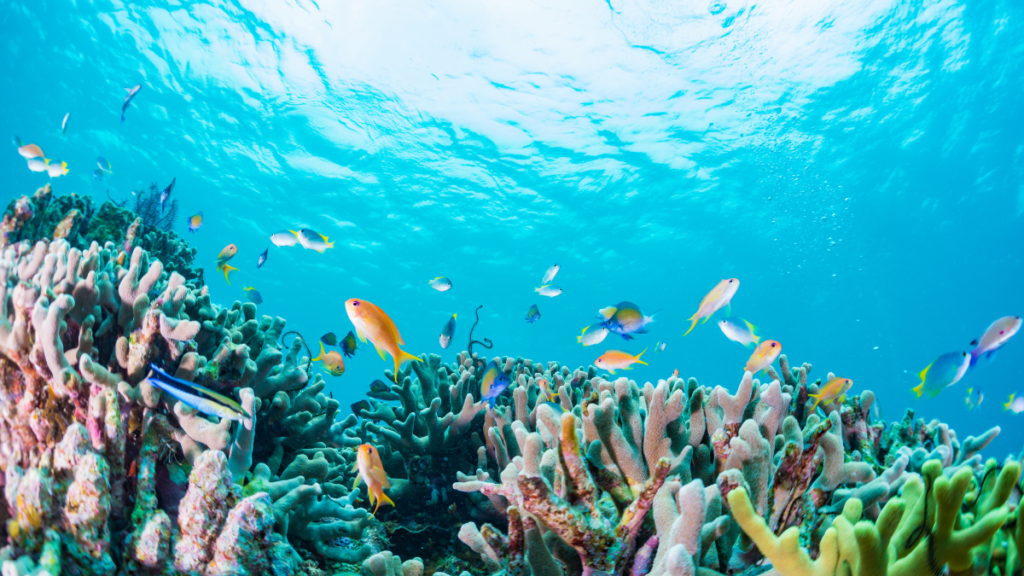 Great Barrier Reef, Australia